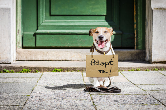 Adopt or Buy? A Guide for New Jersey Dog Owners