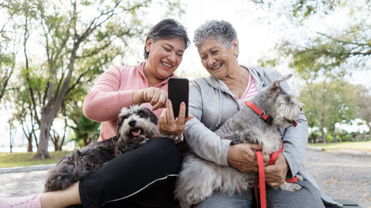 Best Companion Dogs for Seniors in NJ – Plus Nutrition Tips