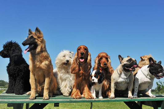 Top 5 Dog Breeds in NJ and How Fresh Dog Food Keeps Them Thriving