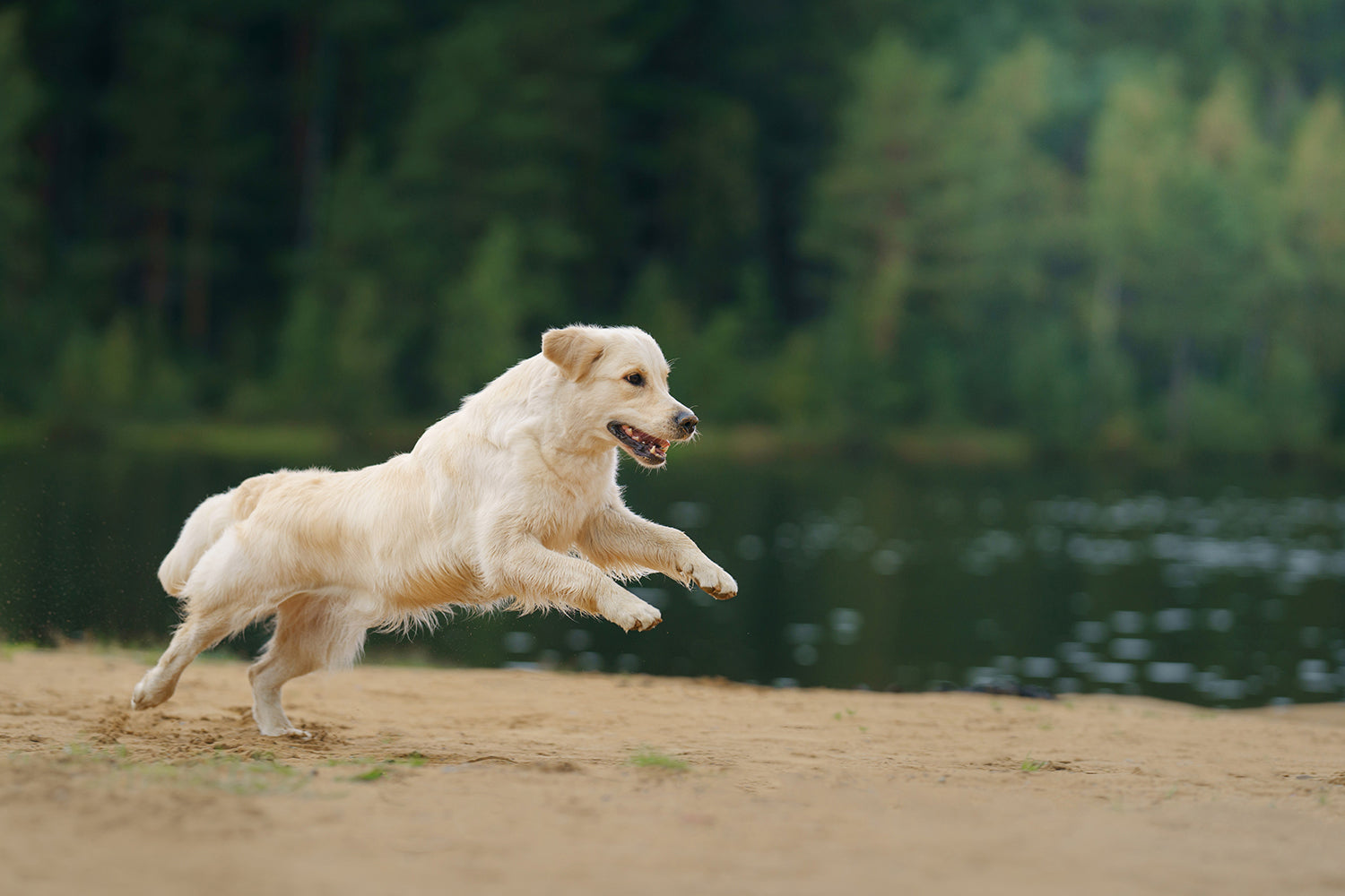 Healthy Dog Diets | Is Chicken & Rice the Best Meat and Protein Combo for Your Pup