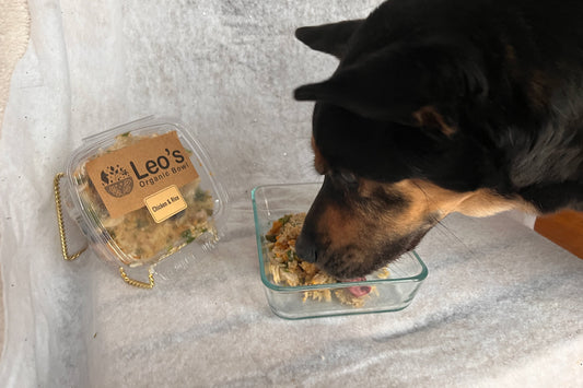 How Leo’s Organic Bowl Helps NJ Dogs Thrive From Day One