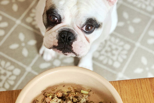 Is Fresh Dog Food Worth the Cost? A Breakdown for New Jersey Dog Parents