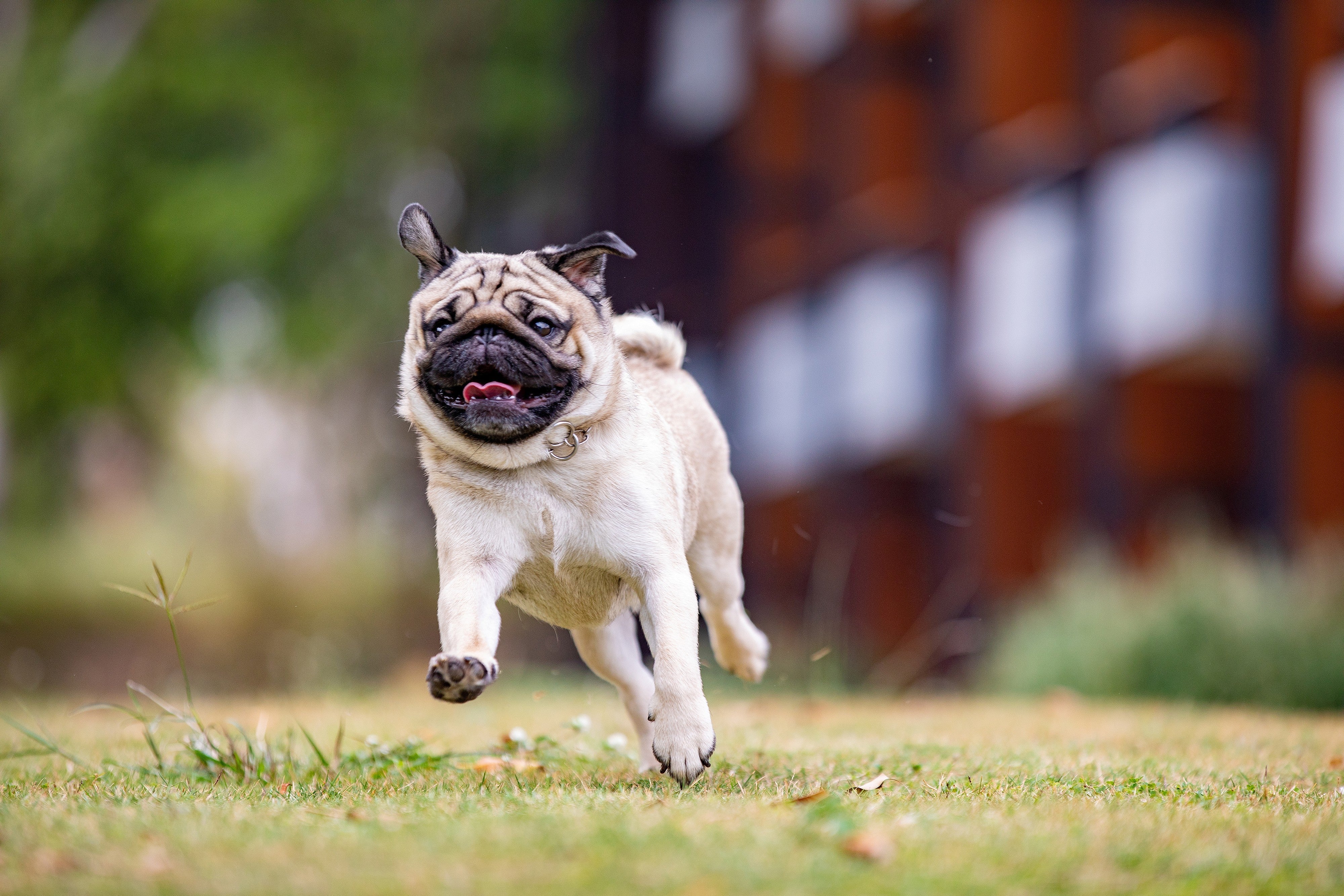 Can Fresh Dog Food Enhance Your Dog’s Digestion?
