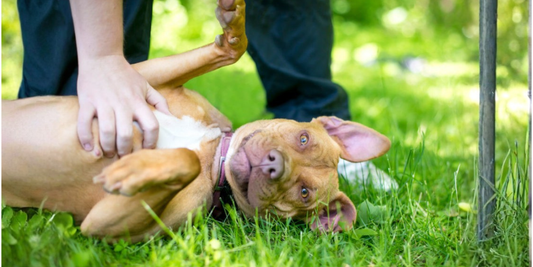 The Link Between Gut Health and Behaviour in Dogs