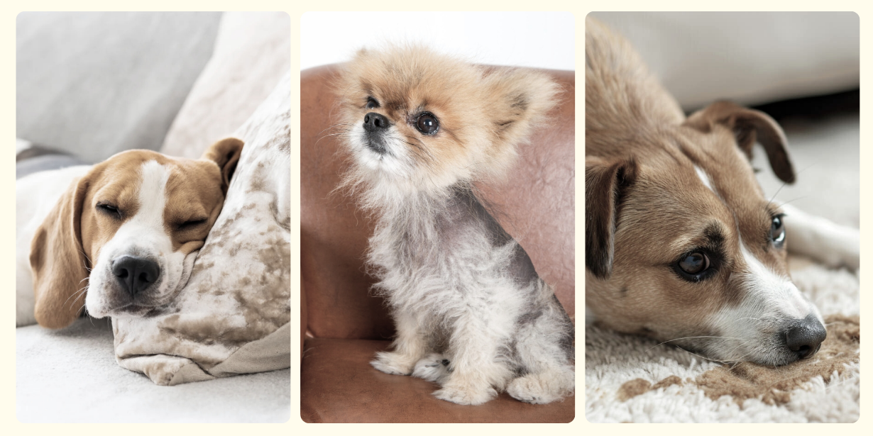 Signs Your Dog May Need a Diet Upgrade for Better Health and Daily Energy