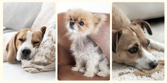 Signs Your Dog May Need a Diet Upgrade for Better Health and Daily Energy