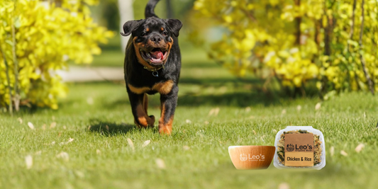 Chicken & Rice – Why This Fresh Meal Is One of the Best Choices for Your Dog
