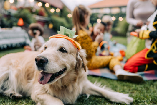 Top NJ Dog-Friendly Events in 2025 and Fresh Food Tips from Leo’s