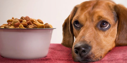 Is Kibble Bad or Good for Dogs? A Complete Nutrition Breakdown