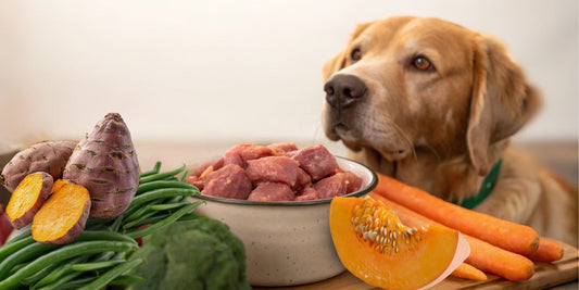 Vet-Approved Ingredients Every Healthy Dog Meal Should Include