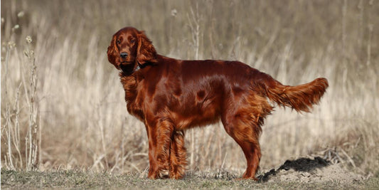 Dog Diet for Healthy Skin & Coat