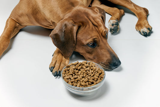 Why It’s Time to Rethink Your Dog’s Kibble