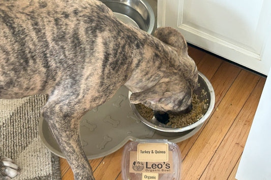 Why Organic Dog Food is the Best Choice for Your Pup