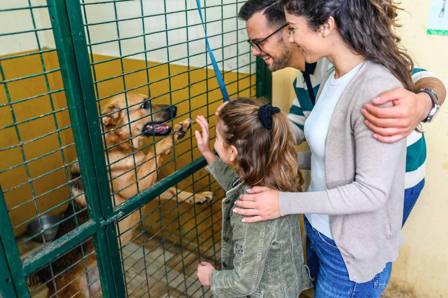 Bringing Home the Adult Dog: What First-Time NJ Dog Owners Should Know