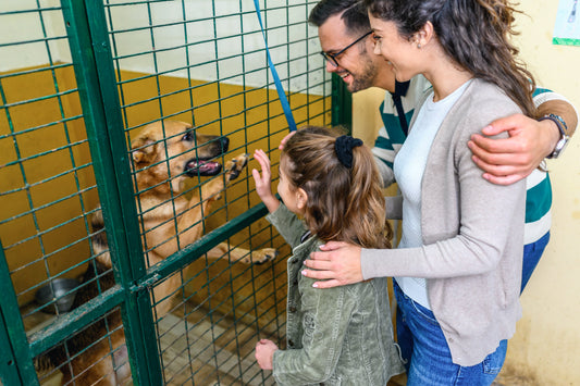 Bringing Home the Adult Dog: What First-Time NJ Dog Owners Should Know
