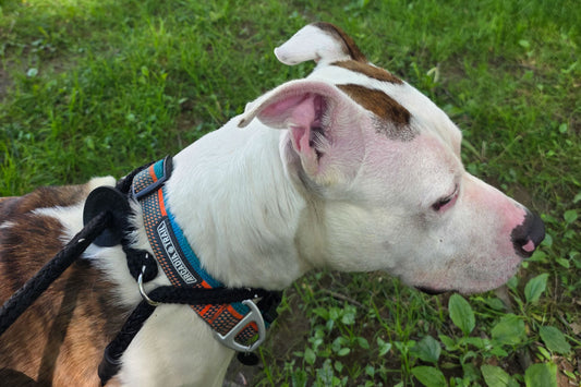 Adopt a Dog in NJ and Feed Them Right with Leo’s Organic Bowl