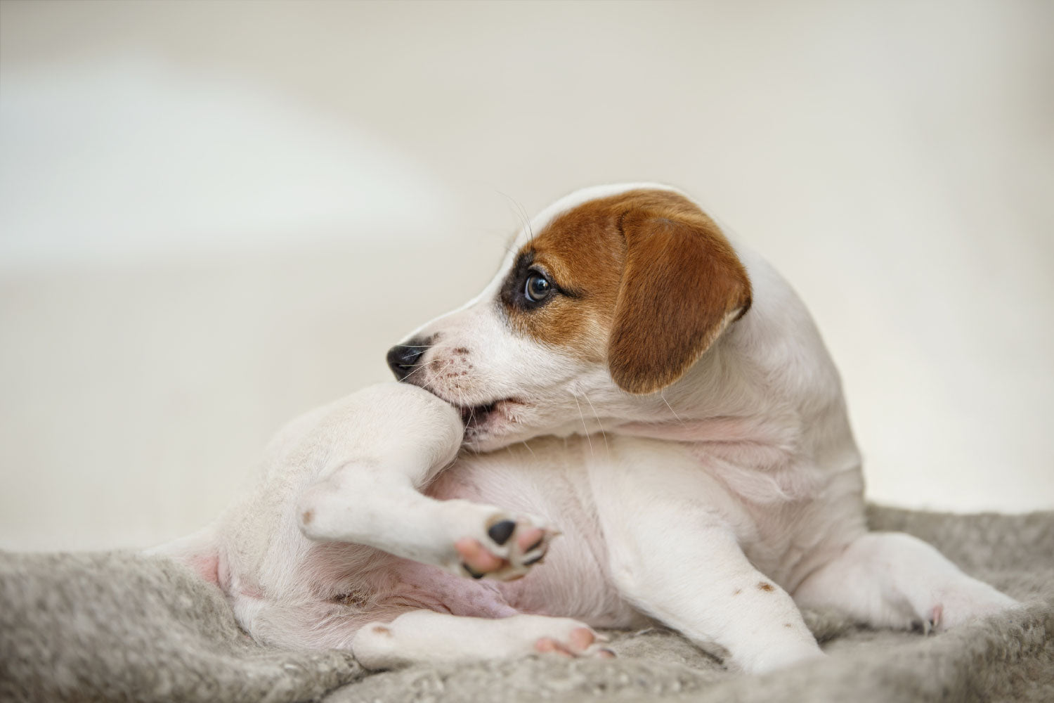 How Leo’s Organic Bowl Fresh Food Soothes Dog Allergies in NJ