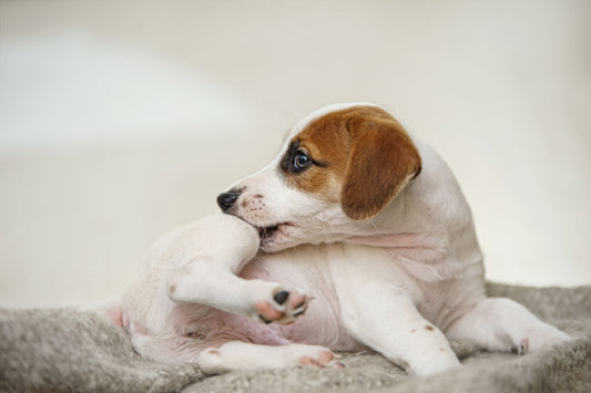 How Leo’s Organic Bowl Fresh Food Soothes Dog Allergies in NJ