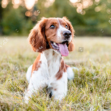 Organic Dog Food Benefits | Why It’s the Best Choice for Your Pet