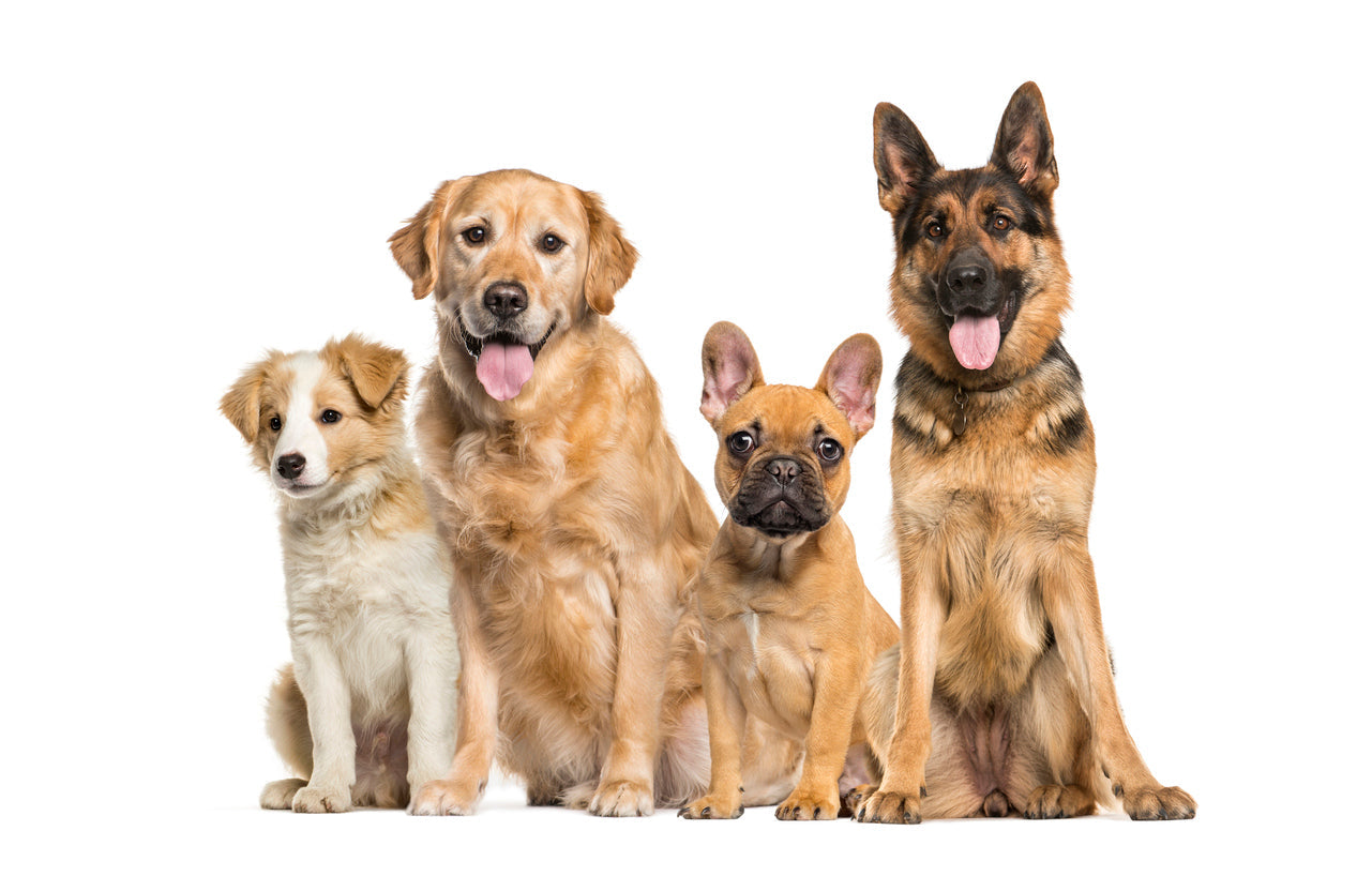Premium Nutrition for Family: Why Leo's Organic Bowl Believes Every Dog Deserves the Best