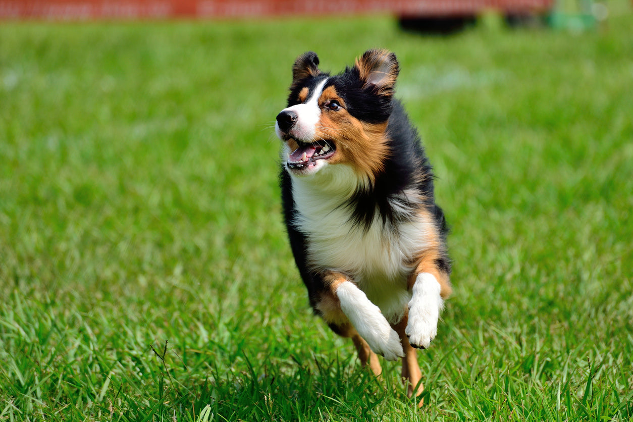 Best Food for Dogs with Allergies | Fresh, Wholesome Nutrition from Leo's Organic Bowl