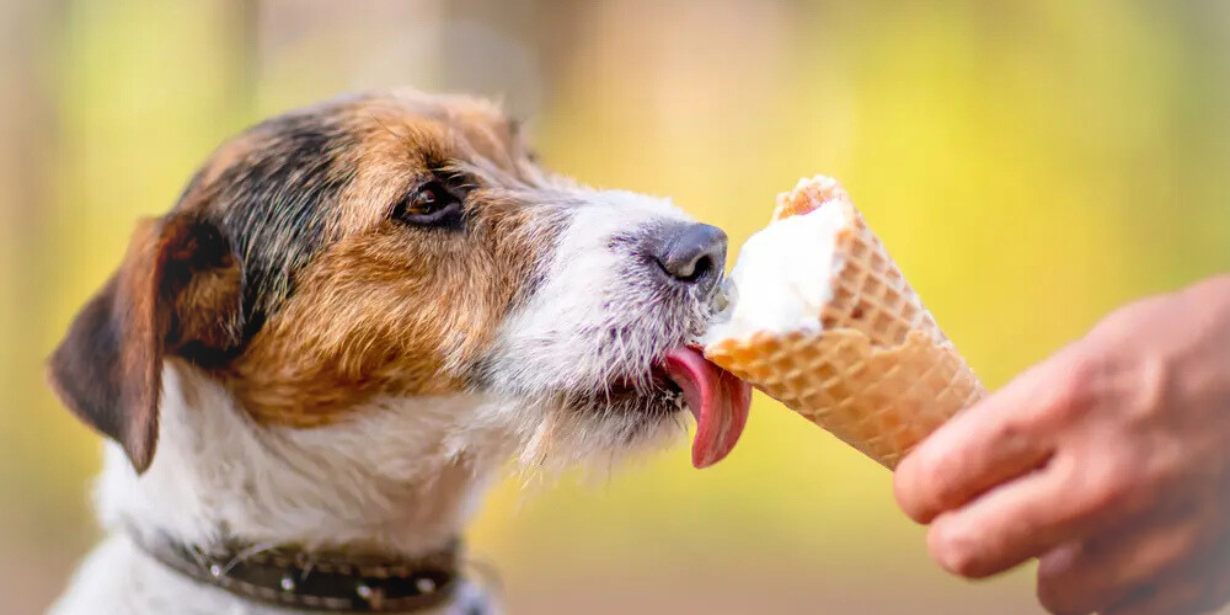 Can My Dog Eat Ice Cream? Here's What Every Pet Parent Should Know