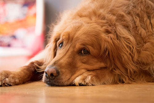 Top 3 Signs Your Dog Needs Better Nutrition
