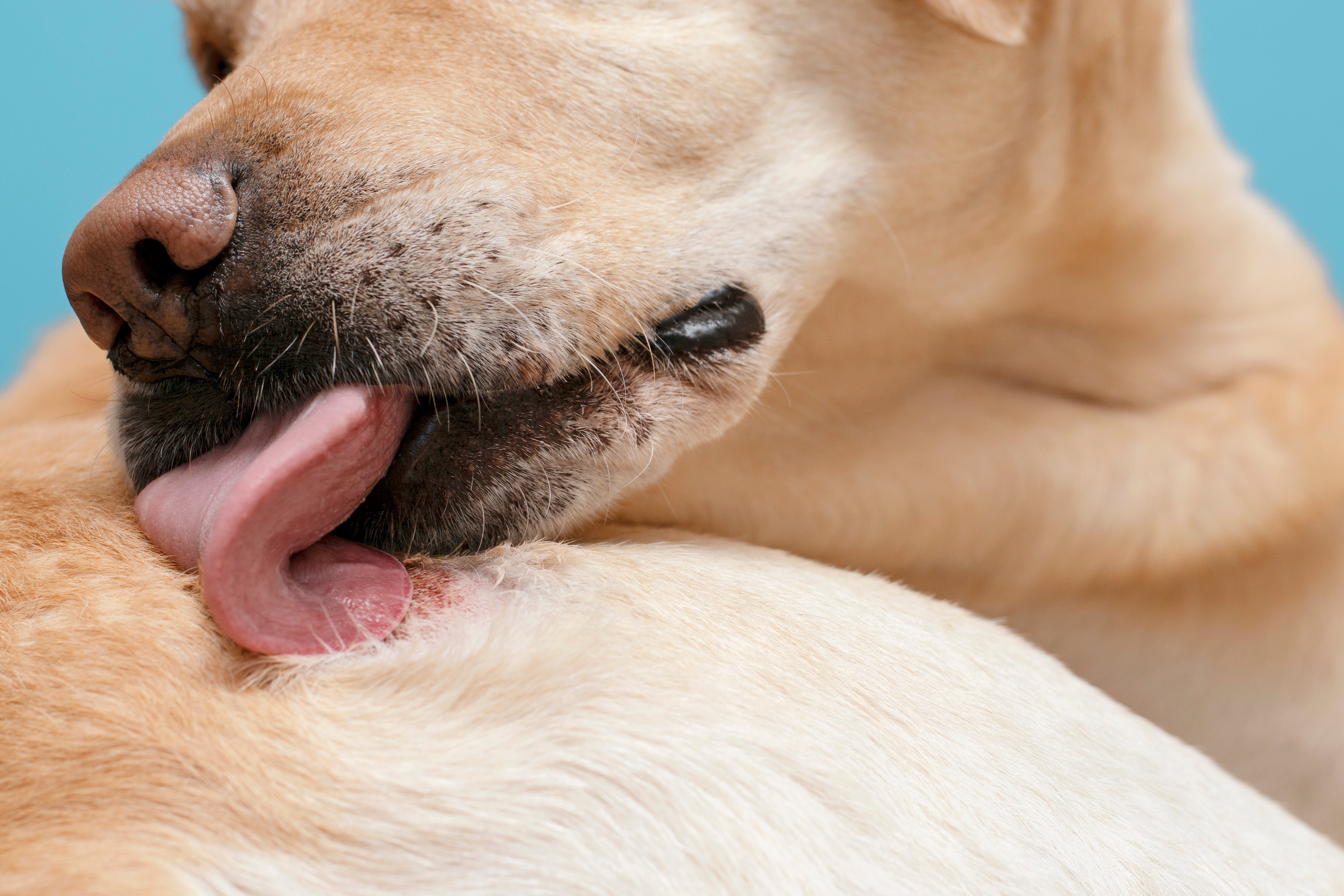 Why So Many New Jersey Dogs Struggle With Weight & Allergies, And How Leo’s Organic Bowl Is Changing That