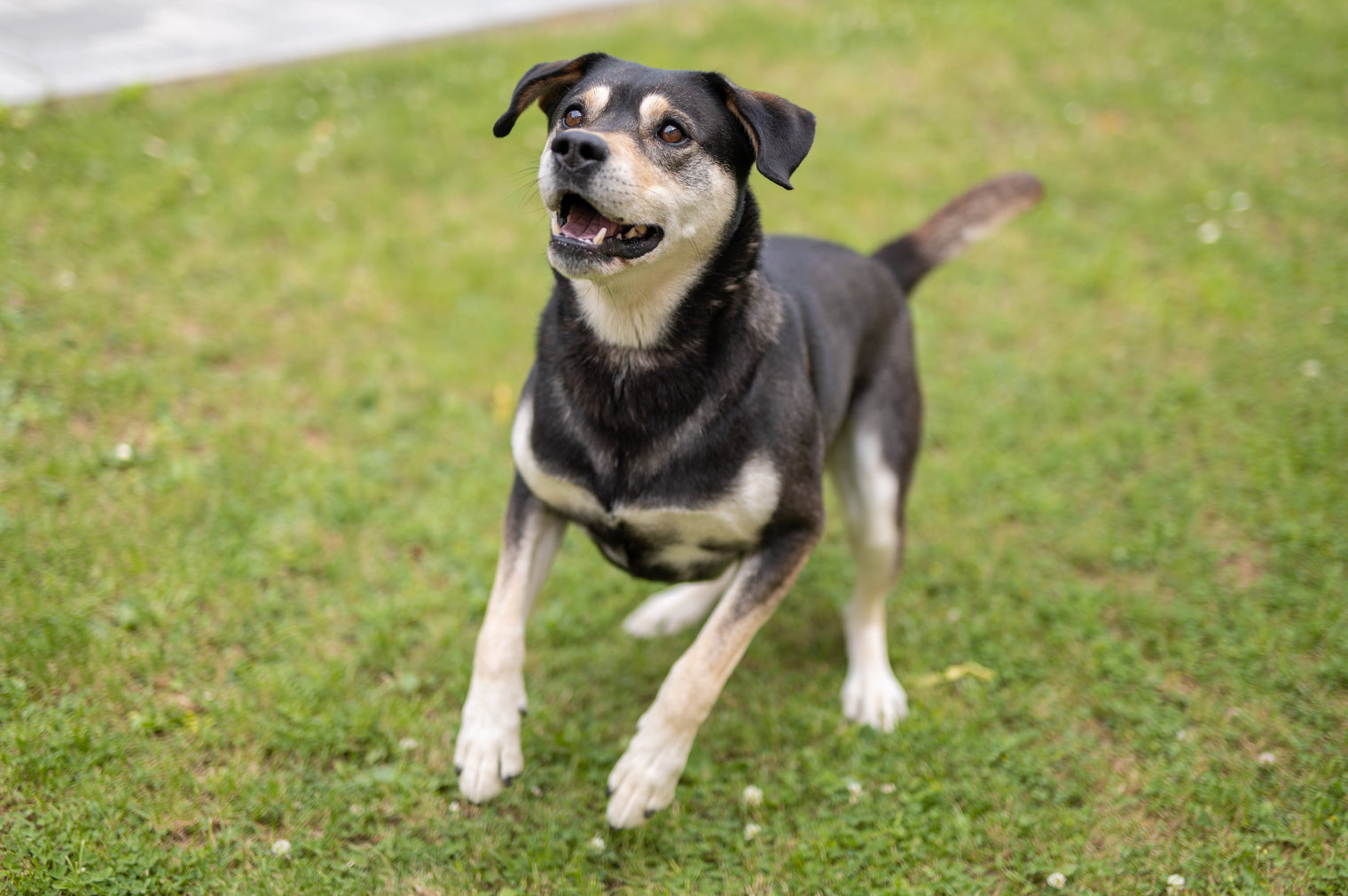 Best Fresh Food Combos for Active &amp; High-Energy Dogs