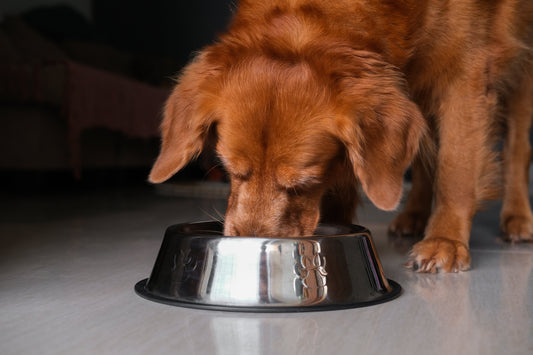 AAFCO 101: Ensuring Every Meal Meets Your Pet’s Nutritional Needs