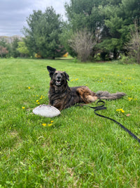 Happy dog