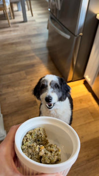 Happy dog